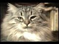 funny cats funny cats
