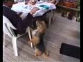 videos de Rafter The Wonder Dog