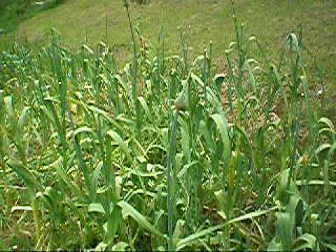 how to harvest elephant garlic