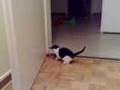 Unsere Katzen beim Spielen 2