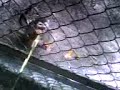 zoolog