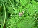 Caterpillar feasting on dill Caterpillar feasting on dill
