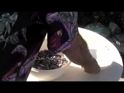 how to harvest dry beans