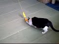 gatitos anaa 2