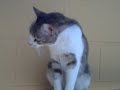 gatitos anaa 2