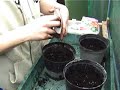 Planting lettuce in trays - Claire\
