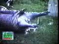 Extreme video of snake swallowing a hippo Extreme video of snake swallowing a hippo