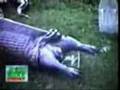 Extreme video of snake swallowing a hippo