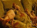 Sphynx Kittens at Play! Sphynx Kittens at Play!