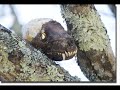 paranormal creatures ( world )