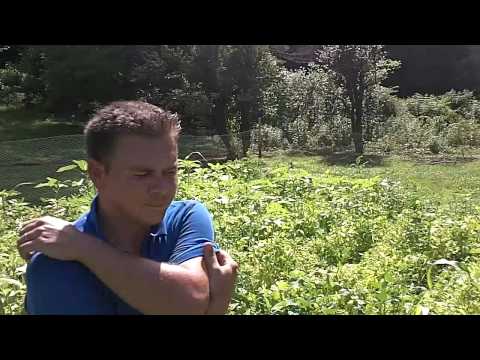 how to tell if radishes are ready to harvest
