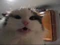 the-most-annoying-cat-in-the-world.html