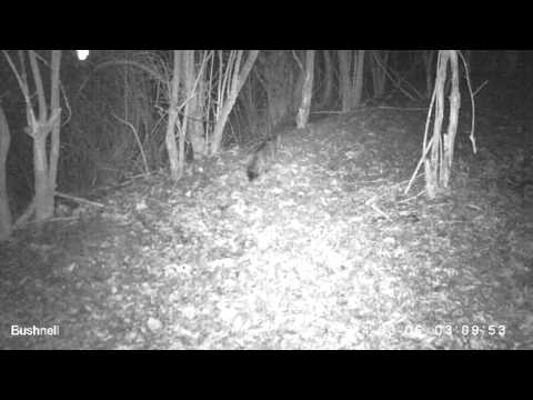 Wilde kat Zuid-Limburg 02-03 2014