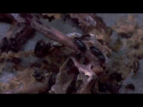Chicago Adventure, Part One: Beetles 'n Bats