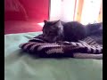 Gatto matto: Valentina molto pazza. Capriole e pirolette a go go. Valentina Gattina esperta in pirolette spaziali! Guarda subito il gatto matto!