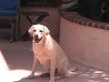 Playing with your Pup