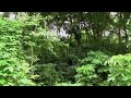 Jungle Sounds