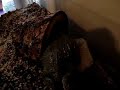 Landfill chases mouse before meal. Landfill chases mouse before meal.