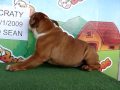 English bulldog For Sale - Scraty - http://www.bullcanes.net - ceo@bullcanes.net