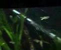 Endler breeding tank (4ft)
