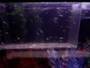 Growing up guppy.wmv