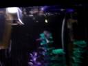 Growing up guppy.wmv