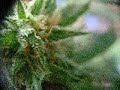 Cogollos california hash plant Cogollos california hash plant