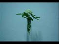 White Flower Glowing (Flor Branca Brilhando)