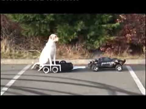 Dog on a remote control car