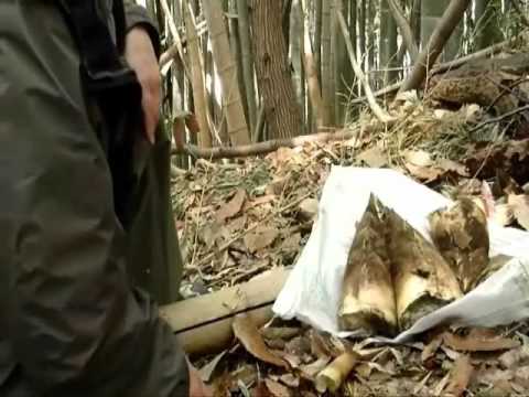 how to harvest bamboo