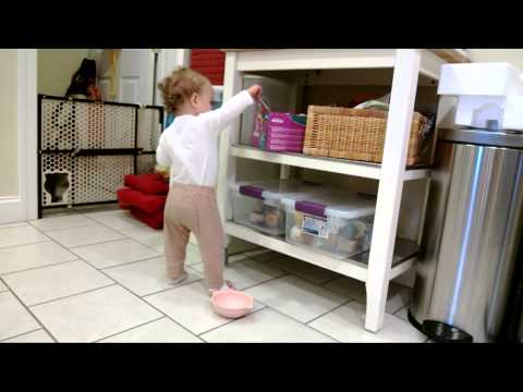 how to properly feed a cat