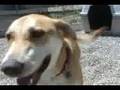 CHANCE dog for adoption ADOPTED