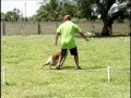 Malinois - Juarez