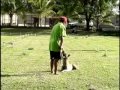 Malinois - Juarez