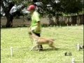 Malinois-Juarez