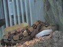 Snake Vs. Rat