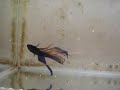 Peixe Betta 