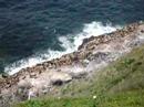 Sea Lion Sunbathers
