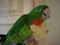 Sam the Red Throated Conure Sam the Red Throated Conure