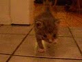 Ophan kitty goes for a run Ophan kitty goes for a run