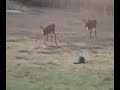 9) KITTEN MEETS FAWN 9) KITTEN MEETS FAWN