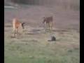 9) KITTEN MEETS FAWN