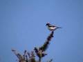 Woodchat Shrike (Lanius senator) Rødhovedet Tornskade