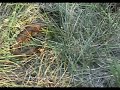 Western Ky Cottonmouth 2
