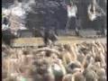 RHCP - Live in Berlin - 15-06-06 - 03- Scar Tissue