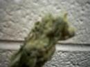 Name that bud