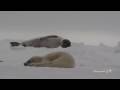 Cute Crying Harp Seal Pup!