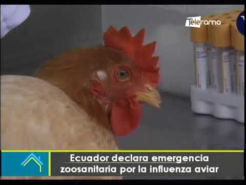 Ecuador declara emergencia zoosanitaria por la influenza aviar