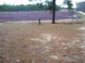 videos de Cranberry processing plant and bogs inside Double Trouble