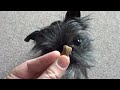 Wagg training treats review, by Monkey Dogs
